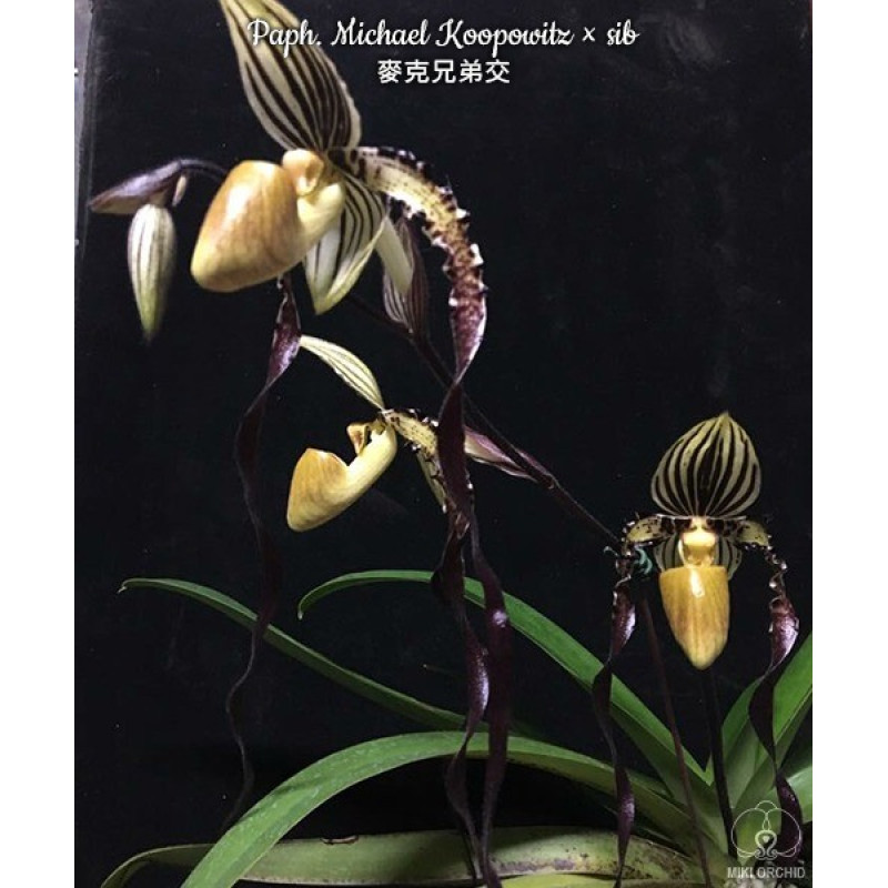 ミラージュほぼハーフコンプリート Орхидея Paph. Michael Koopowitz - купить, доставка Украина